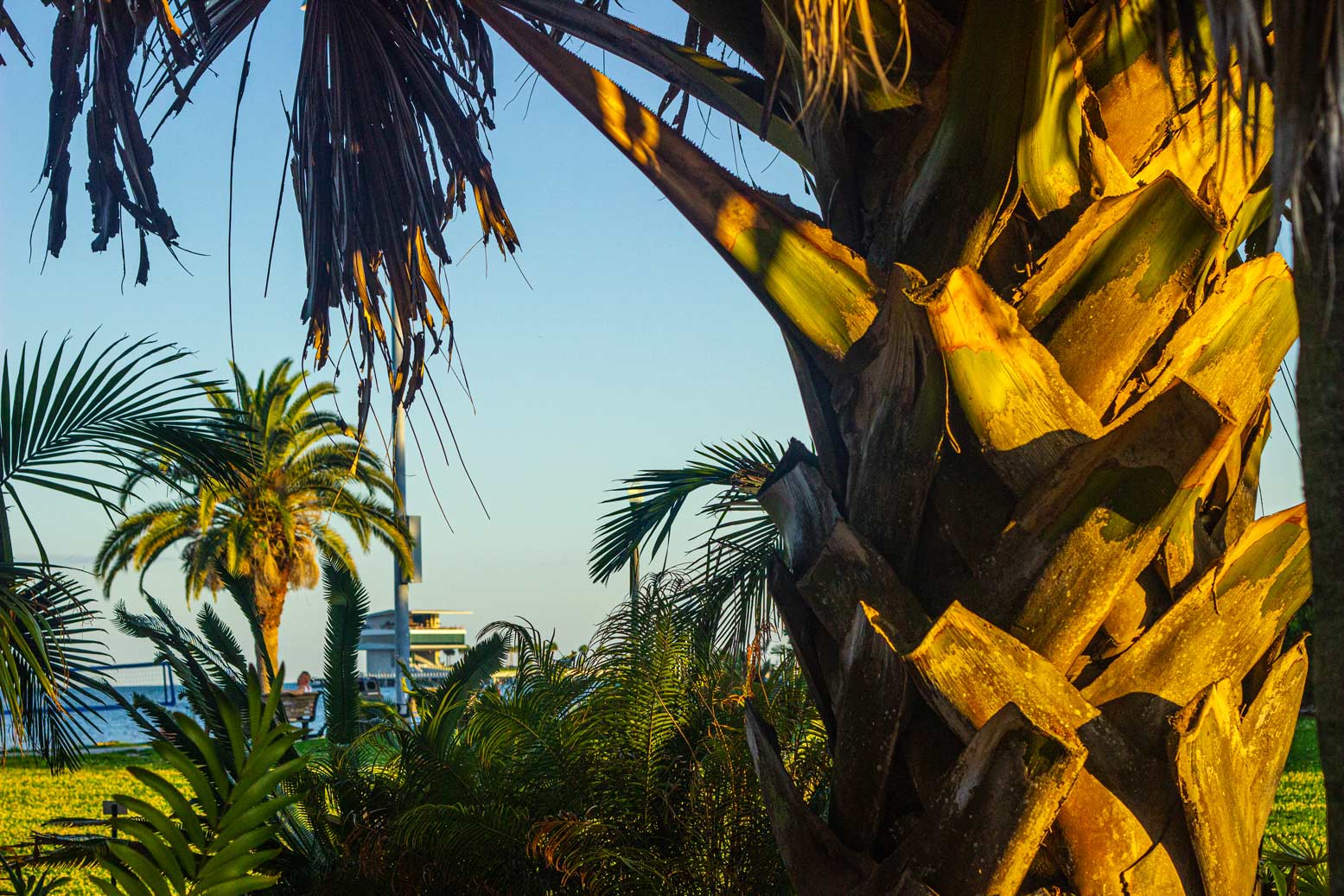 Palm trees and tropical flora, with Tampa Bay and the St Petersburg Pier in the background